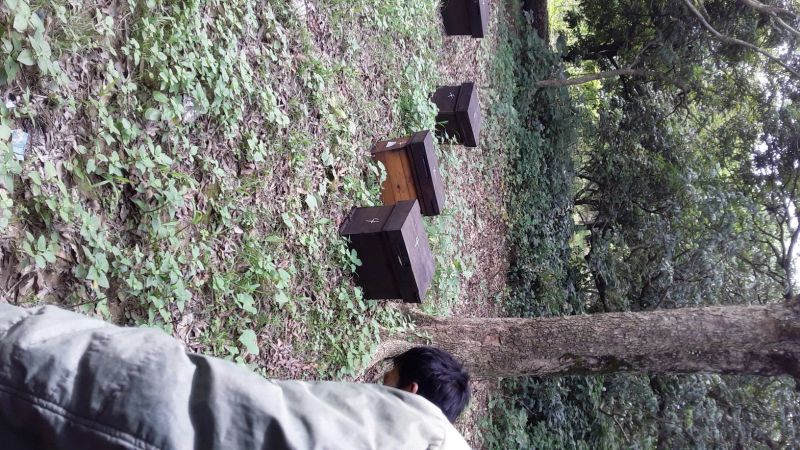 土蜂蜜