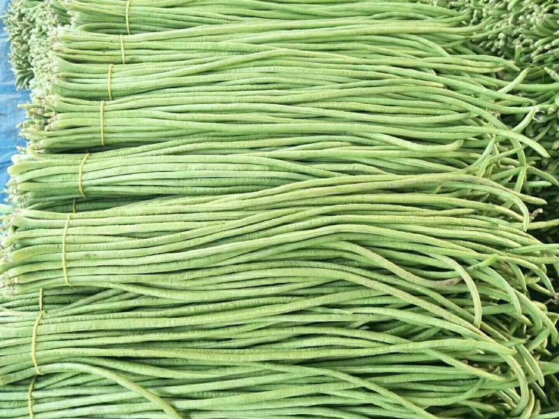 长豆角60厘米起，青条豆角保质保量，欢迎新老顾客来选购，
