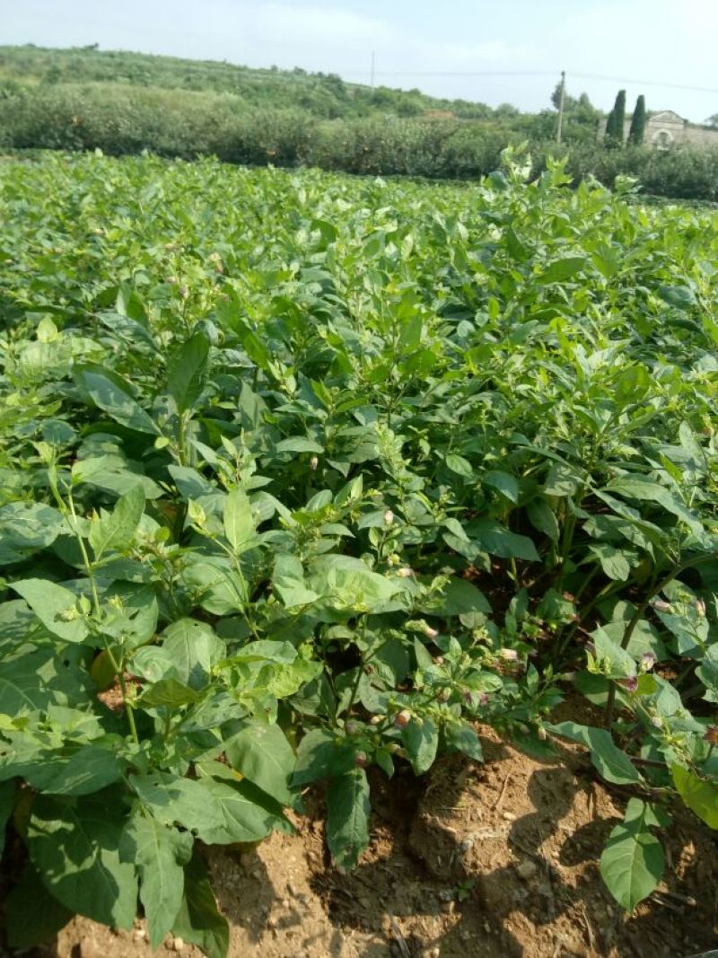 颠茄草2020新草欢迎各位老板前来考察