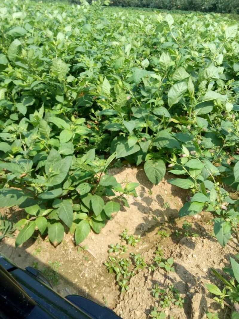 颠茄草2020新草欢迎各位老板前来考察