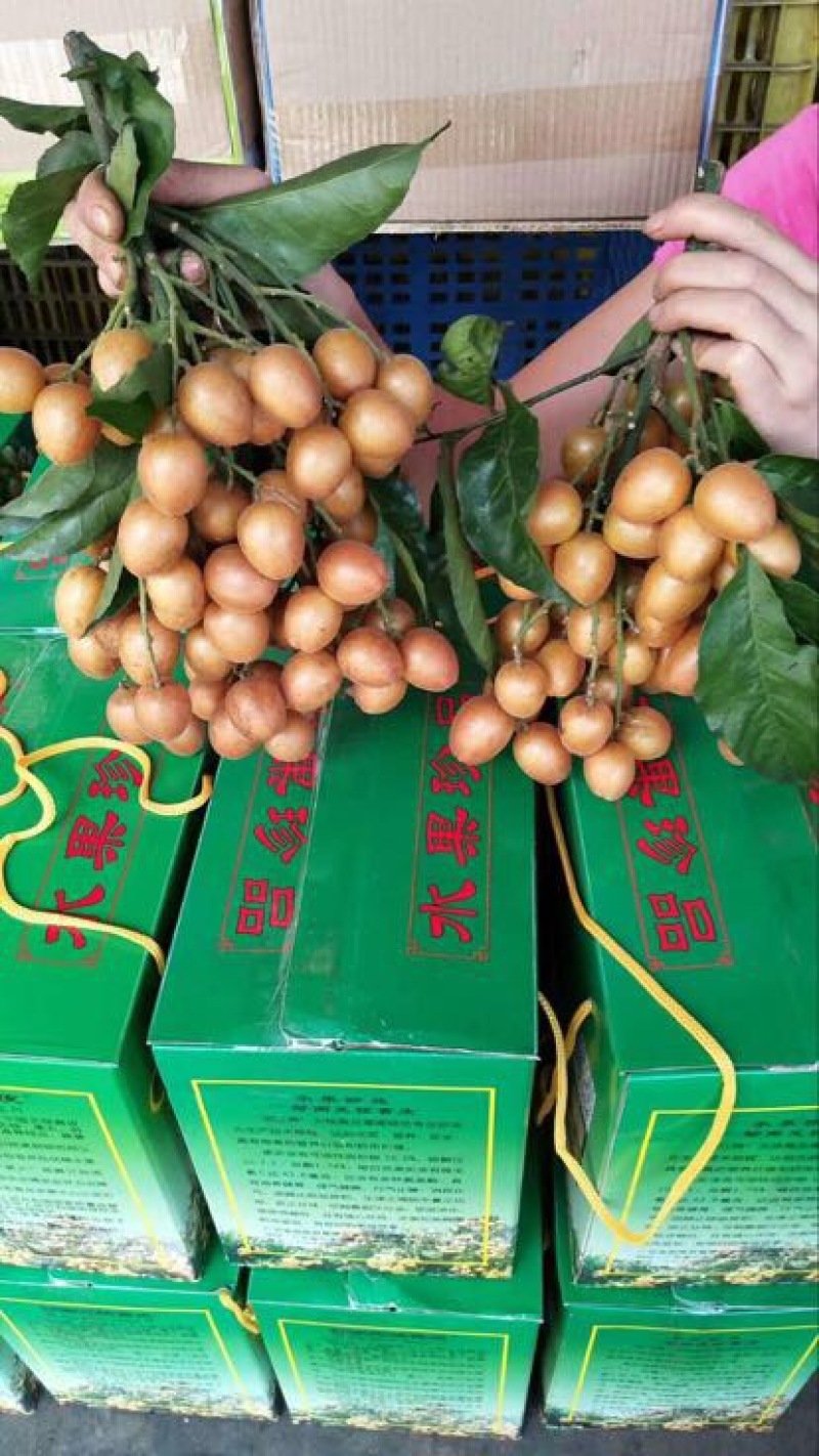 黄皮果球形