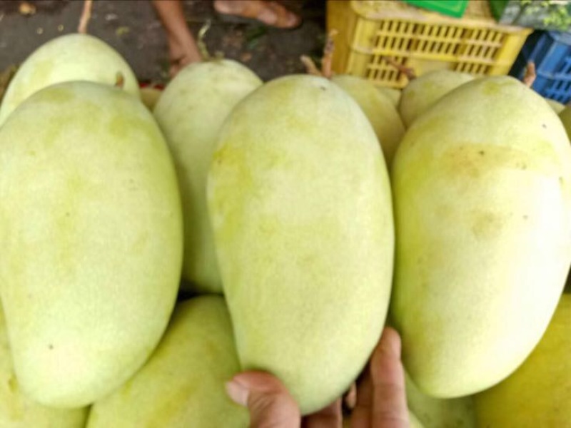 金煌芒20两以上