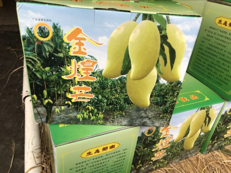 金煌芒20两以上