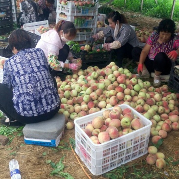 早凤王大量上市