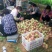早凤王大量上市