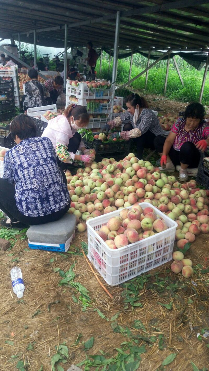 早凤王大量上市
