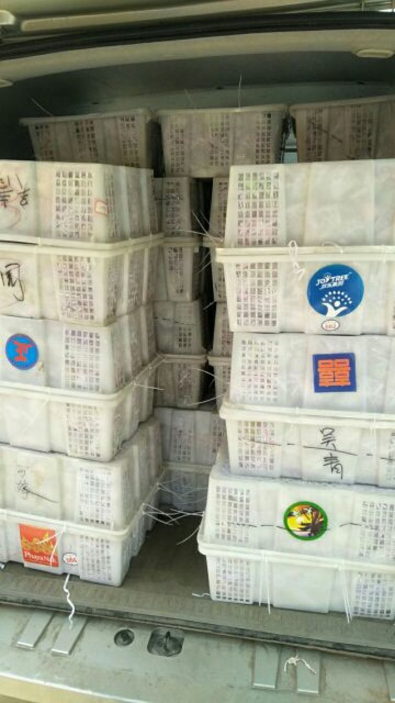 波姬红无花果！！