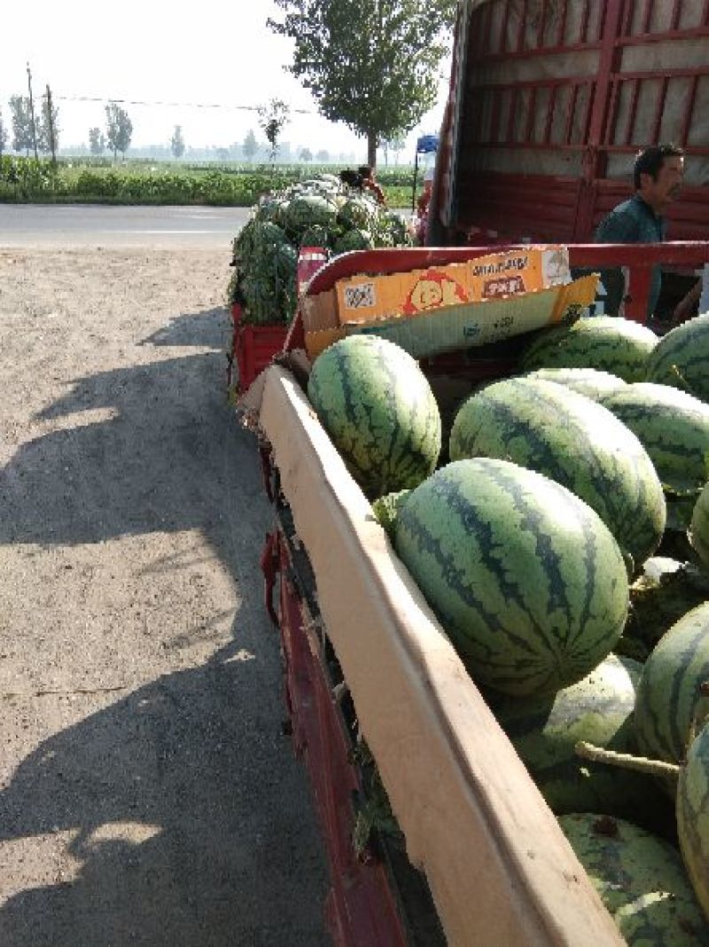 开封万亩冠龙西瓜上市了！直生苗不嫁接口感好一手货