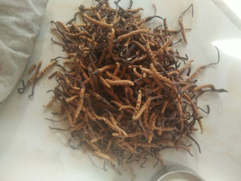冬虫夏草