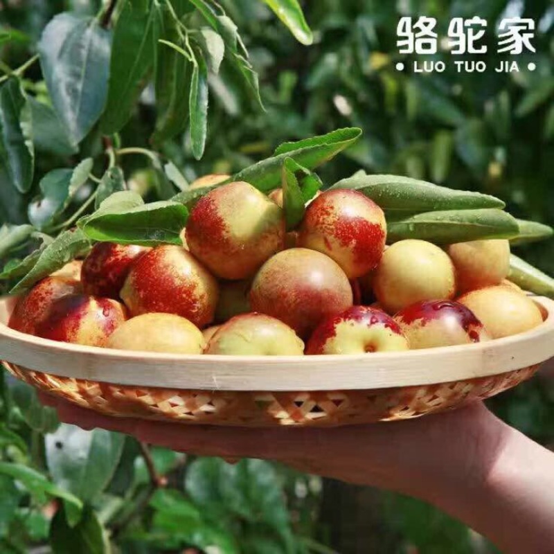 冬枣统货