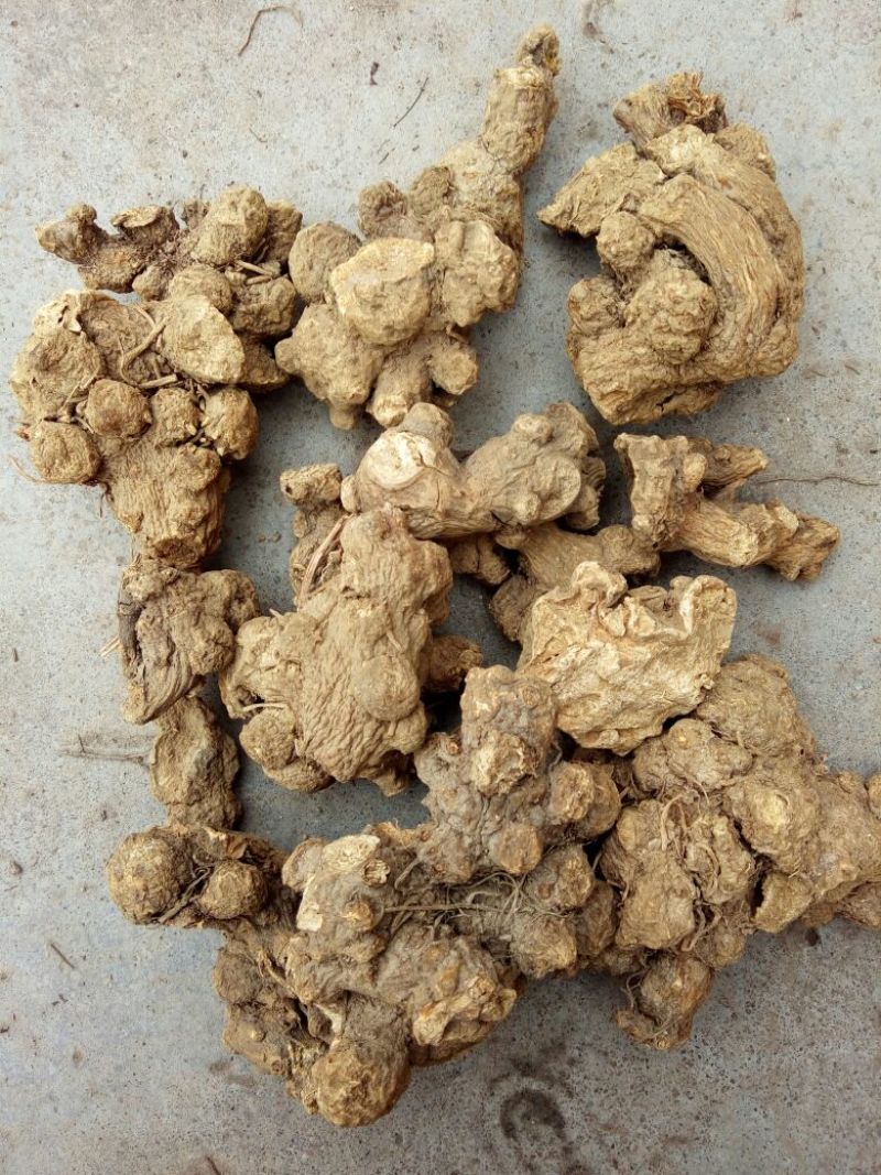苍术光统朱砂点家种苍术