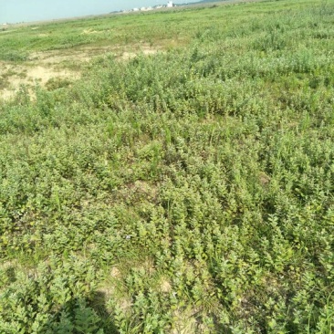 江西精品蔓荆子，对接大型批发商，产地一手货源无石无杂