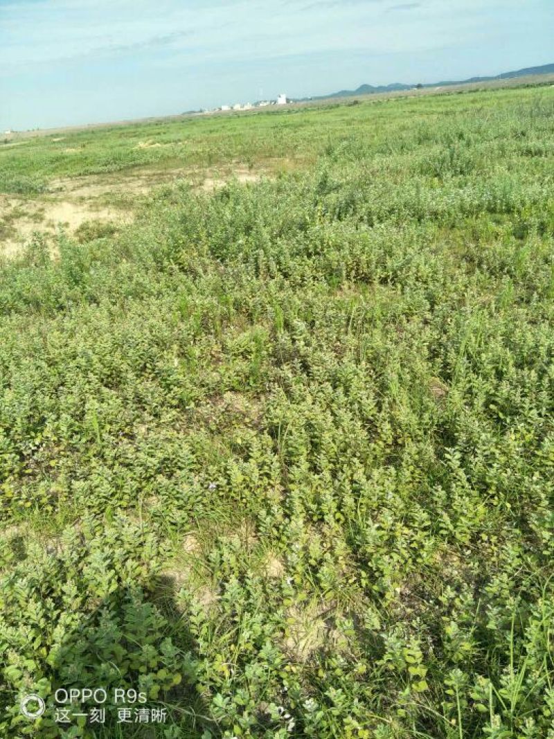 江西精品蔓荆子，对接大型批发商，产地一手货源无石无杂