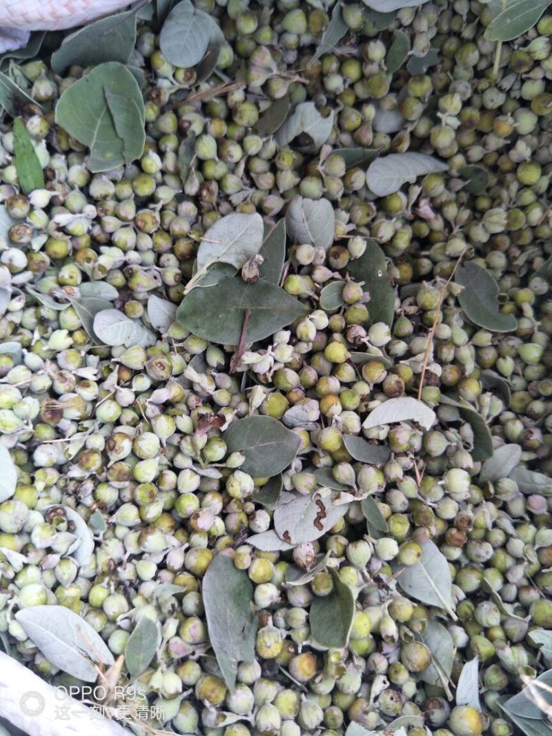江西精品蔓荆子，对接大型批发商，产地一手货源无石无杂