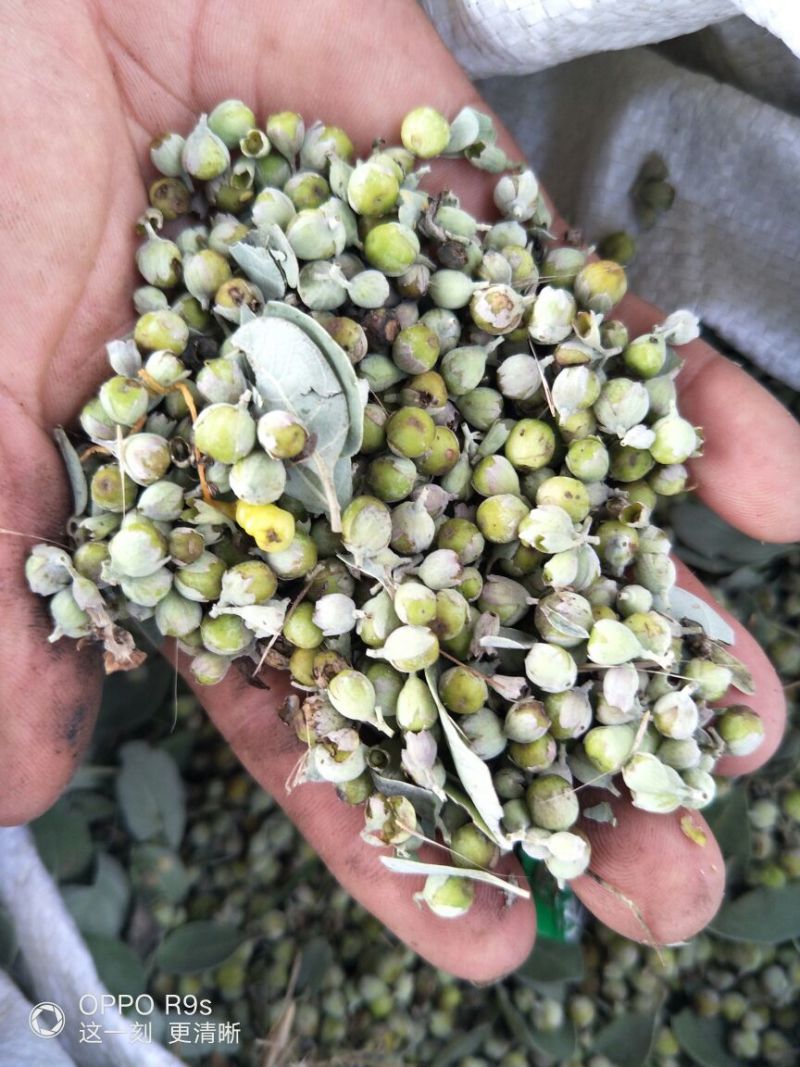 江西精品蔓荆子，对接大型批发商，产地一手货源无石无杂