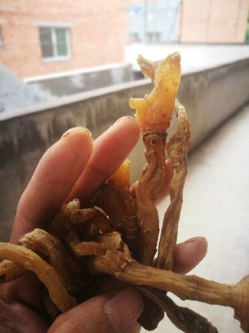 鸡头黄精