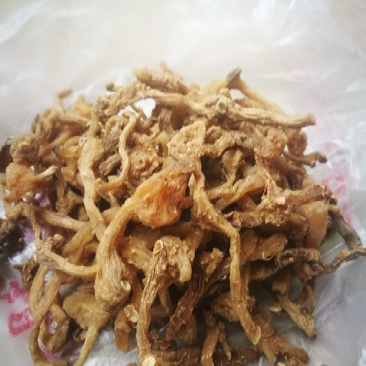 鸡头黄精