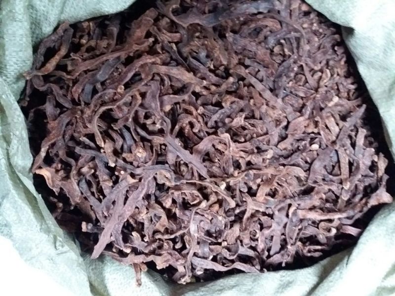 骨碎补精品个子