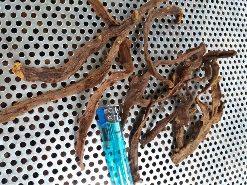 骨碎补精品个子