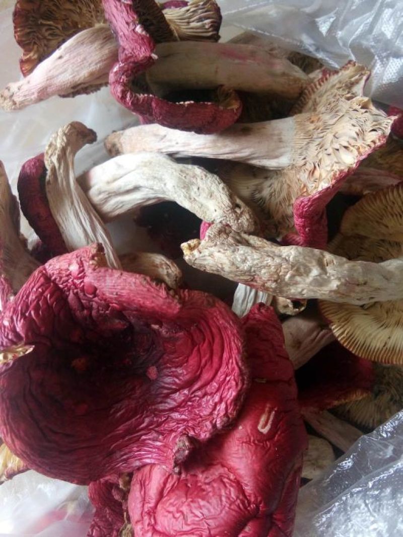 野生菌