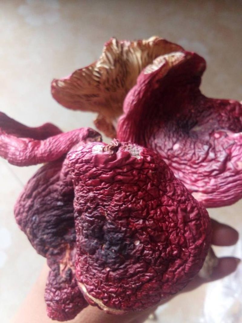 野生菌