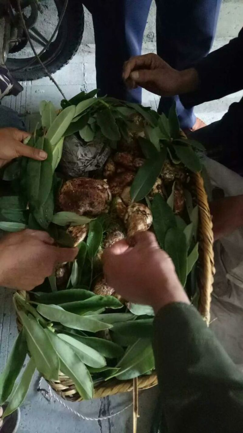 鸡终！松茸！山塔菌，已经大量上市，需要联