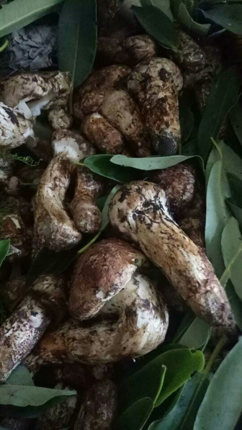 鸡终！松茸！山塔菌，已经大量上市，需要联