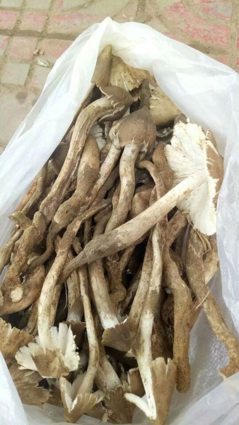鸡终！松茸！山塔菌，已经大量上市，需要联