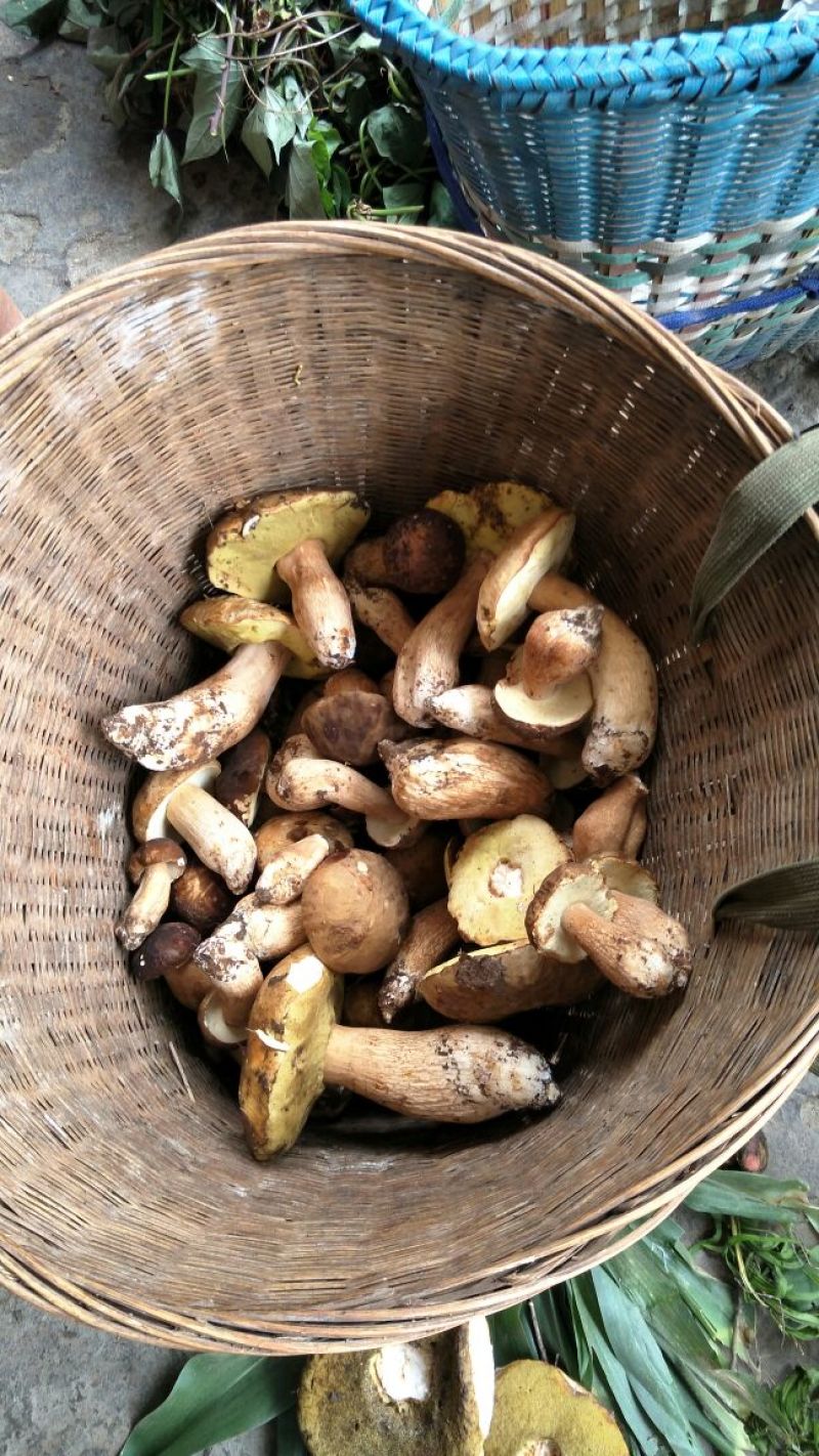 鸡终！松茸！山塔菌，已经大量上市，需要联