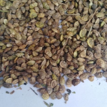 红豆籽