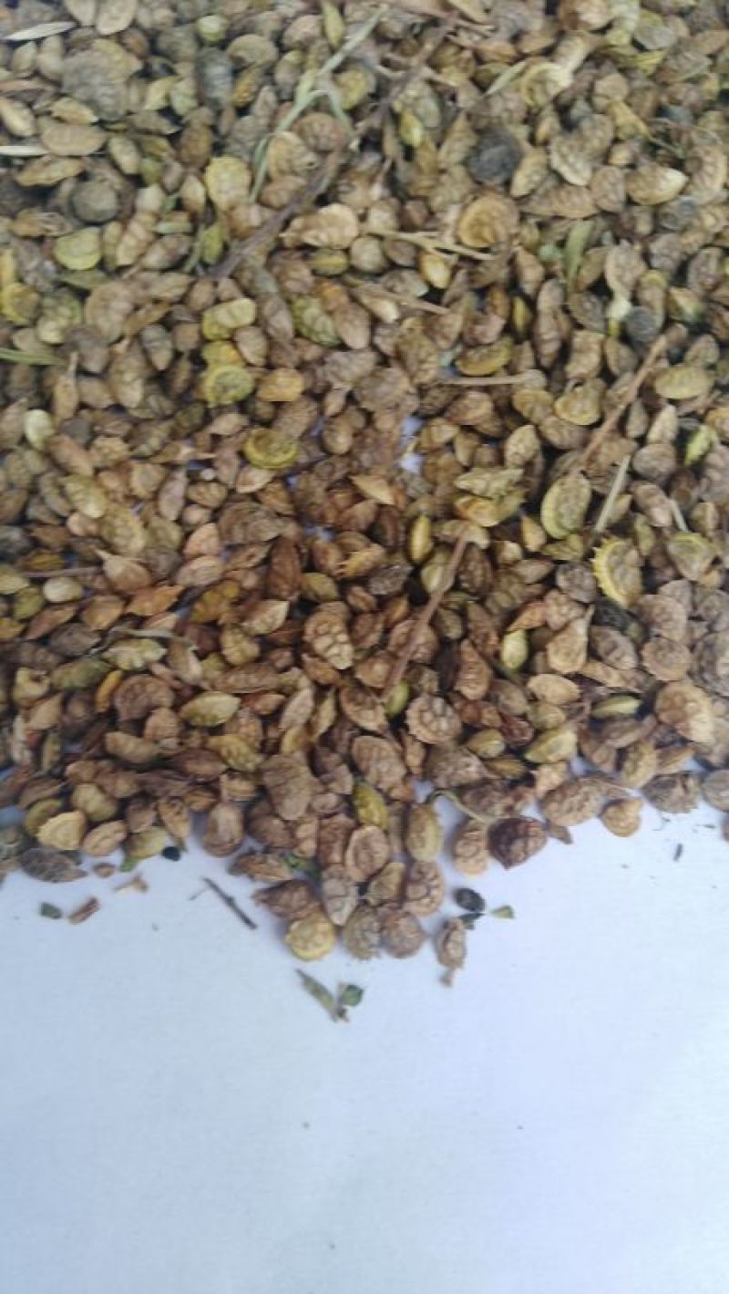 红豆籽
