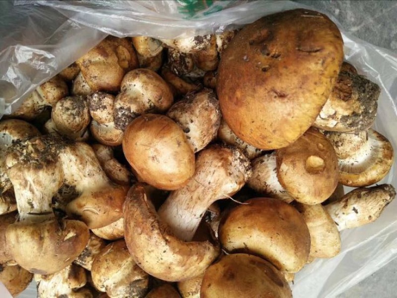 松树菌特级
