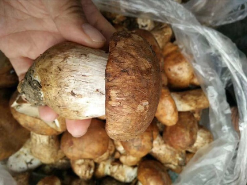 松树菌特级