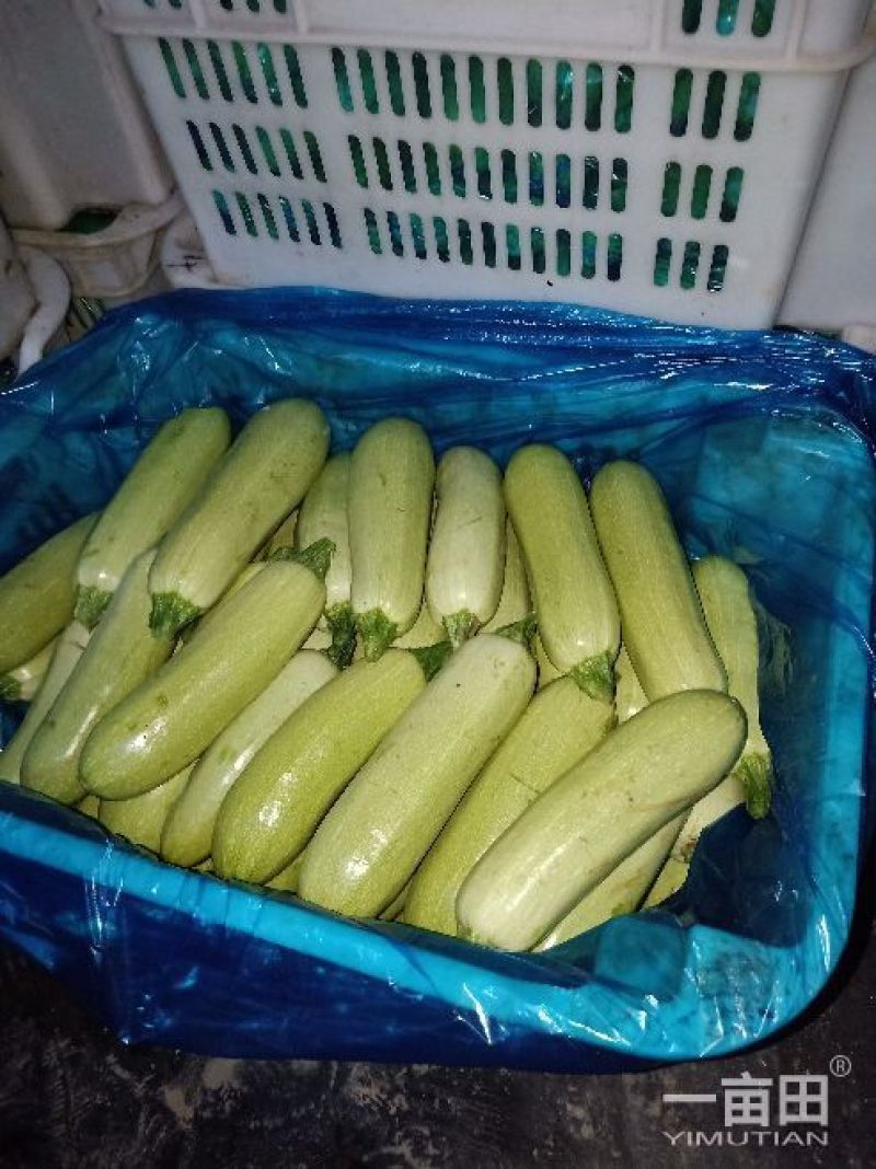 精品西葫芦已上市