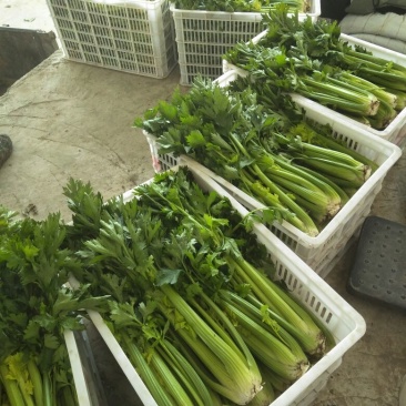 河北芹菜西芹大量上市产地直发全国发货欢迎咨询