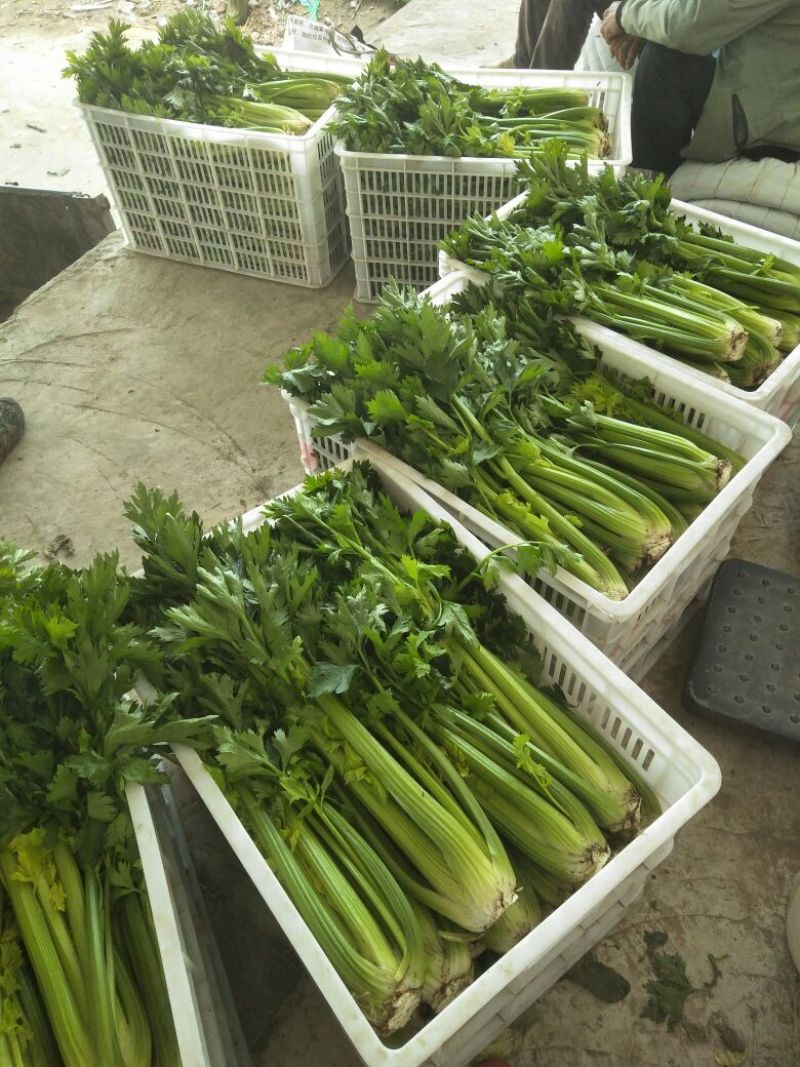 河北芹菜西芹大量上市产地直发全国发货欢迎咨询