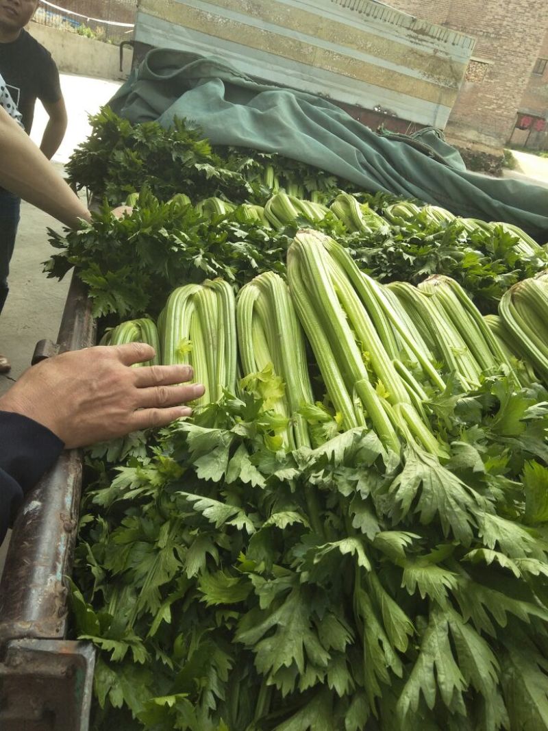 河北芹菜西芹大量上市产地直发全国发货欢迎咨询