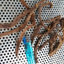 骨碎补精品个子
