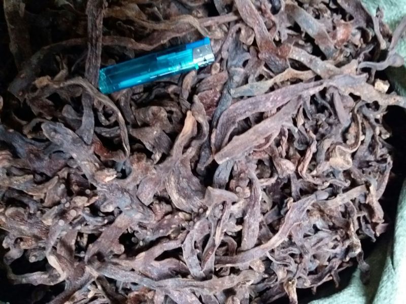 骨碎补精品个子