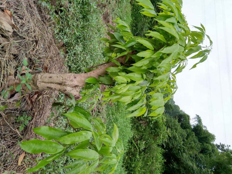 优质荔枝树苗，合江荔枝，妃子笑，马贵荔，带绿