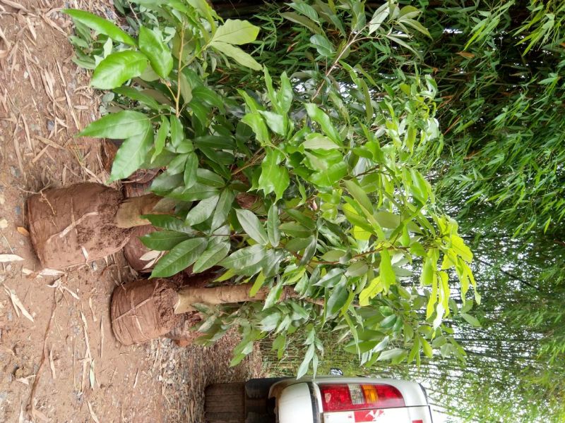 优质荔枝树苗，合江荔枝，妃子笑，马贵荔，带绿