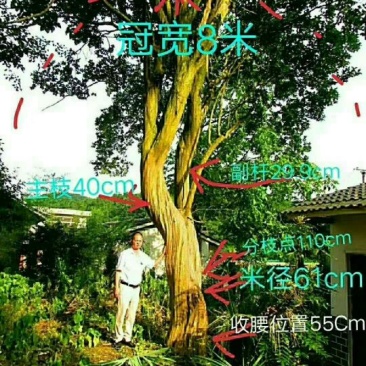 中国国旗红紫薇
