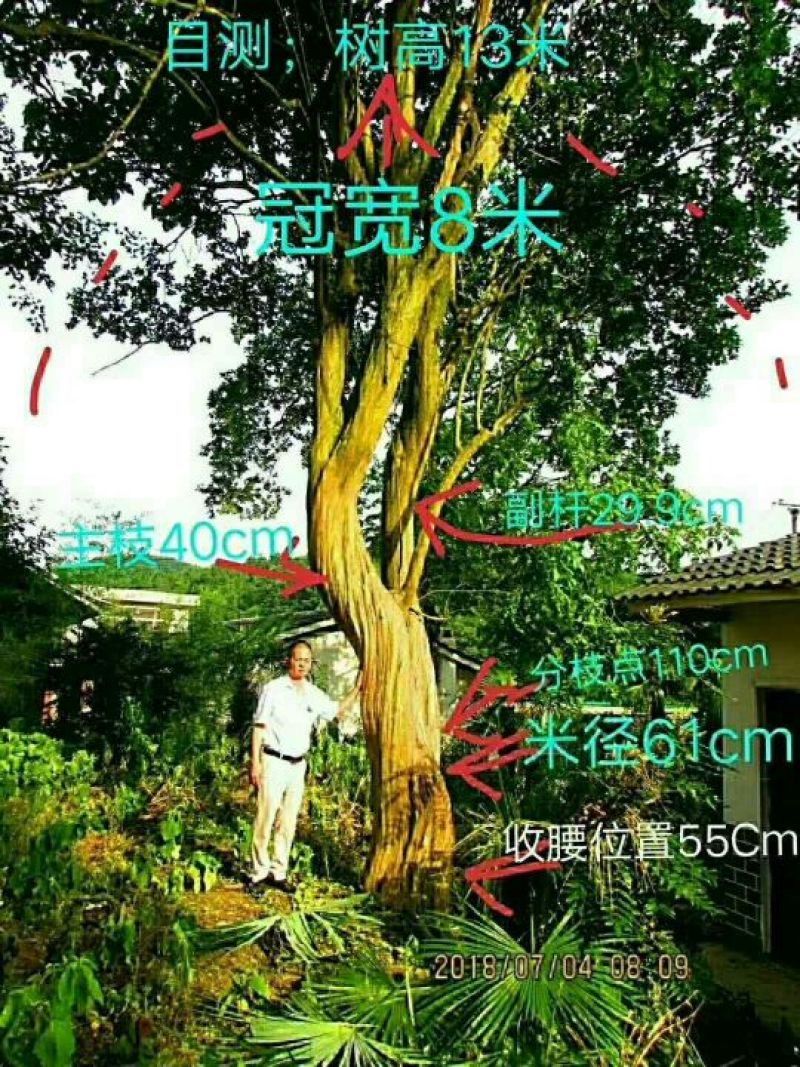 中国国旗红紫薇
