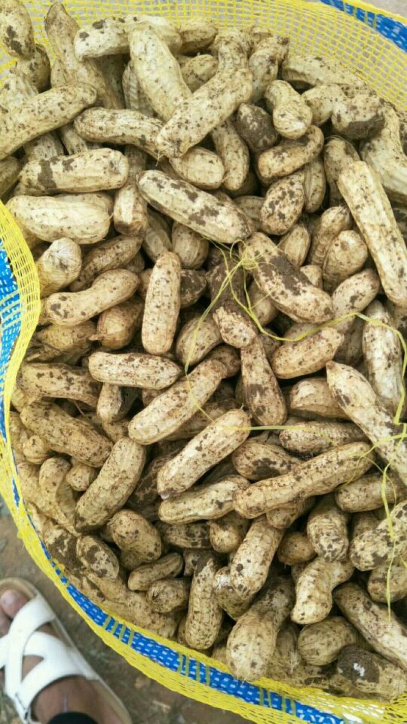 四粒红花生鲜货，一手货源，质量杠杠的需要的老板联系我