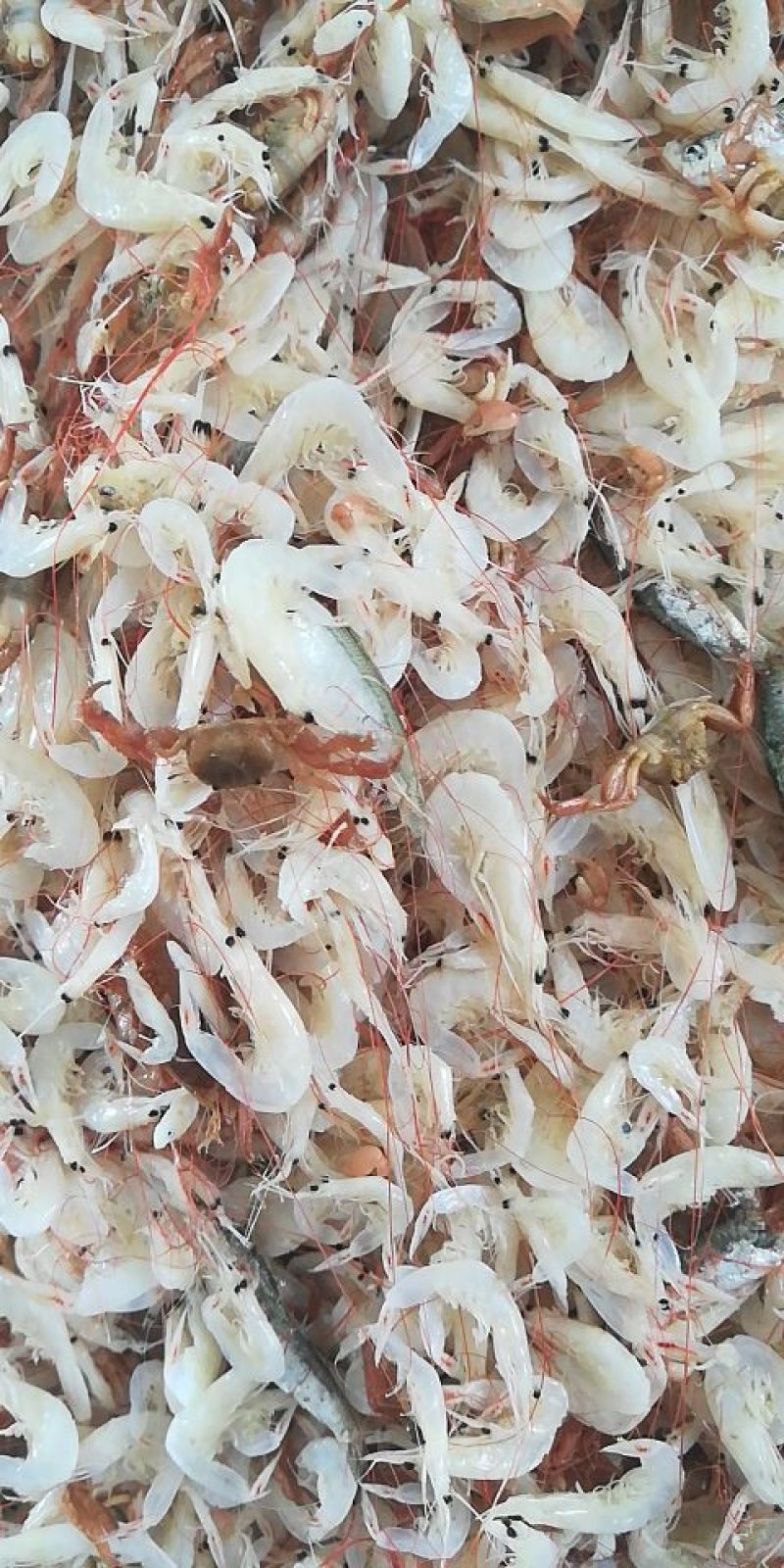 海产品批发虾皮长年加工批发各类海产品干货