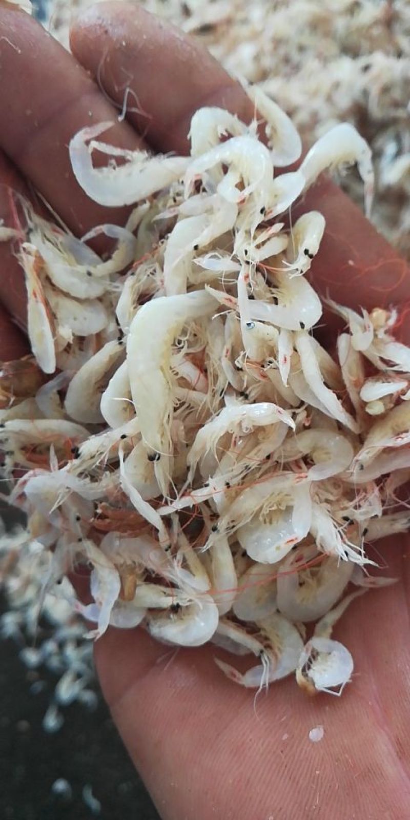 海产品批发虾皮长年加工批发各类海产品干货
