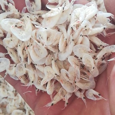 海产品批发虾皮长年加工批发各类海产品干货
