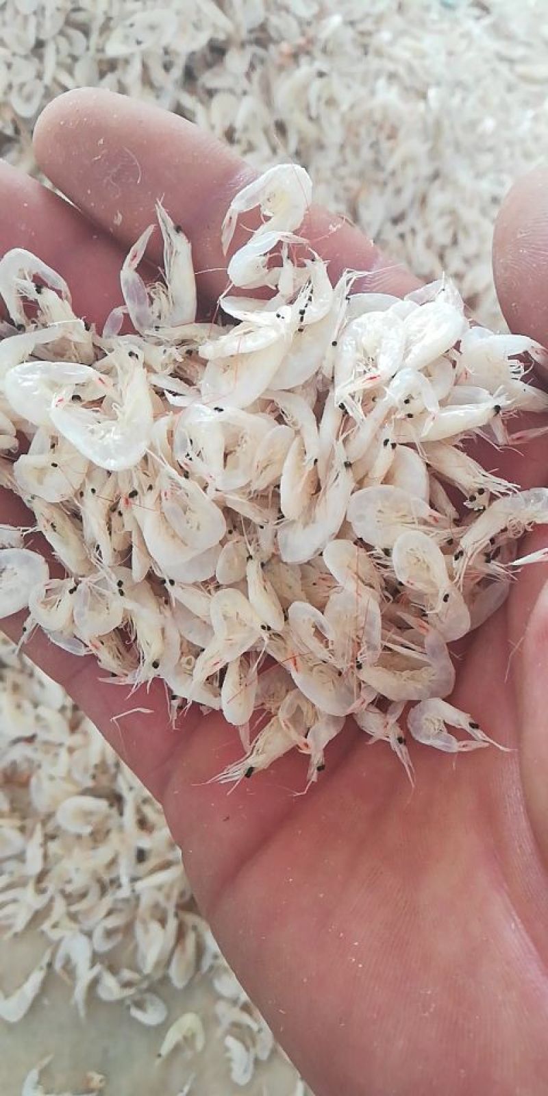 海产品批发虾皮长年加工批发各类海产品干货