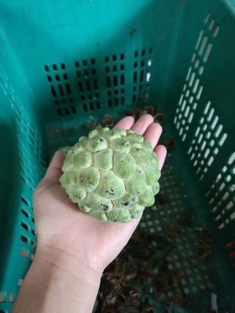 释迦100~150g一级