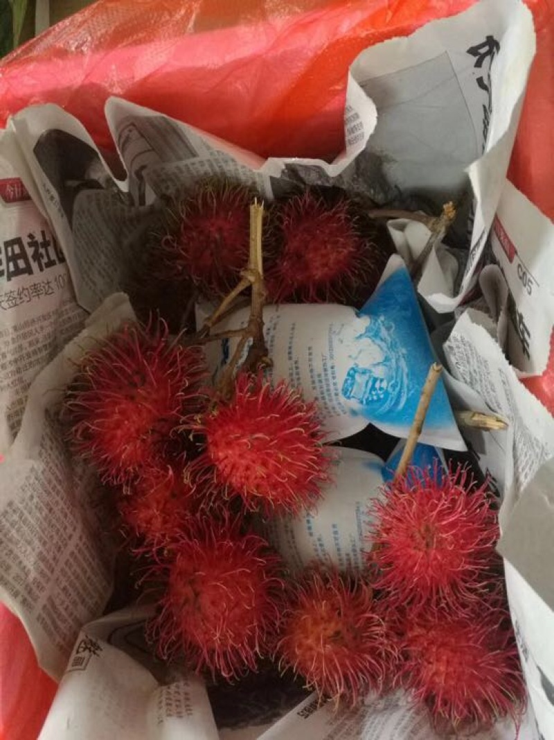 毛丹2cm以上